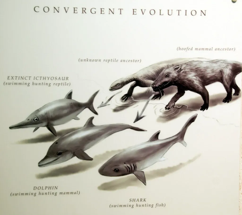 Convergent Evolution: Nature's Strangest Recurring Coincidence (craigpemberton, Flickr, CC BY-SA 2.0)