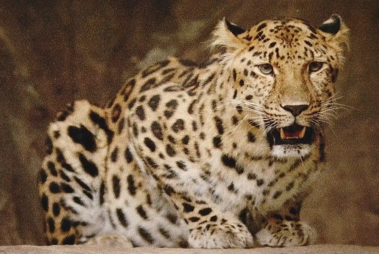 Amur Leopard: The Rarest Big Cat (Image Credits: Wikimedia)