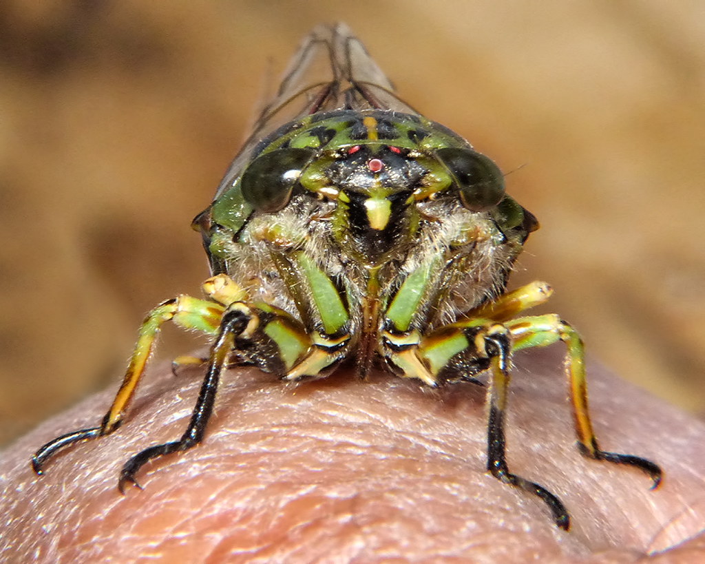 The Pioneer Musicians: Insects Take Center Stage (Image Credits: Flickr)