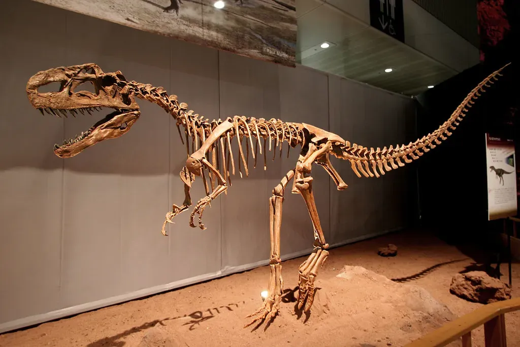 Anatomy of a Mid‑Sized Killer (Kabacchi, Flickr, CC BY 2.0)