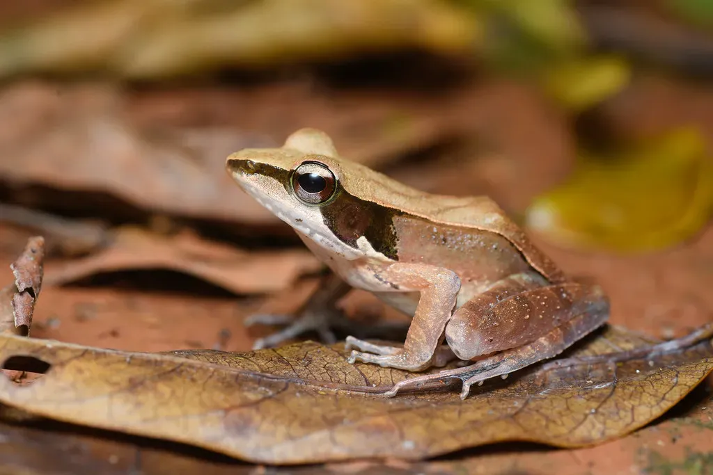10. The Wood Frog: It Literally Freezes Solid and Comes Back to Life (Rushen!, Flickr, CC BY-SA 2.0)