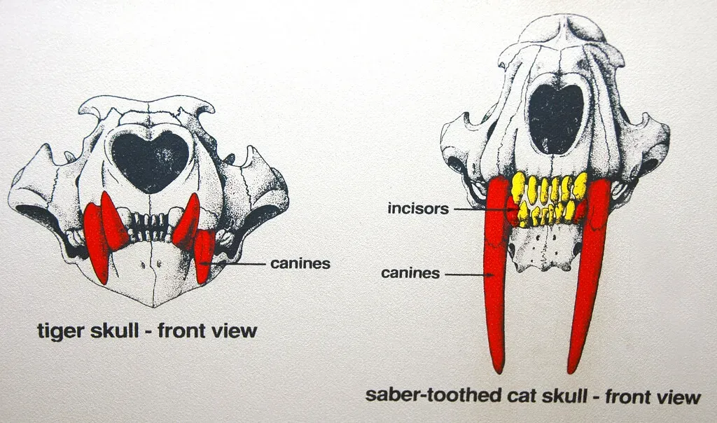1. Those famous “sabre” teeth were built to kill quickly, not just to look cool (James St. John, Flickr, CC BY 2.0)
