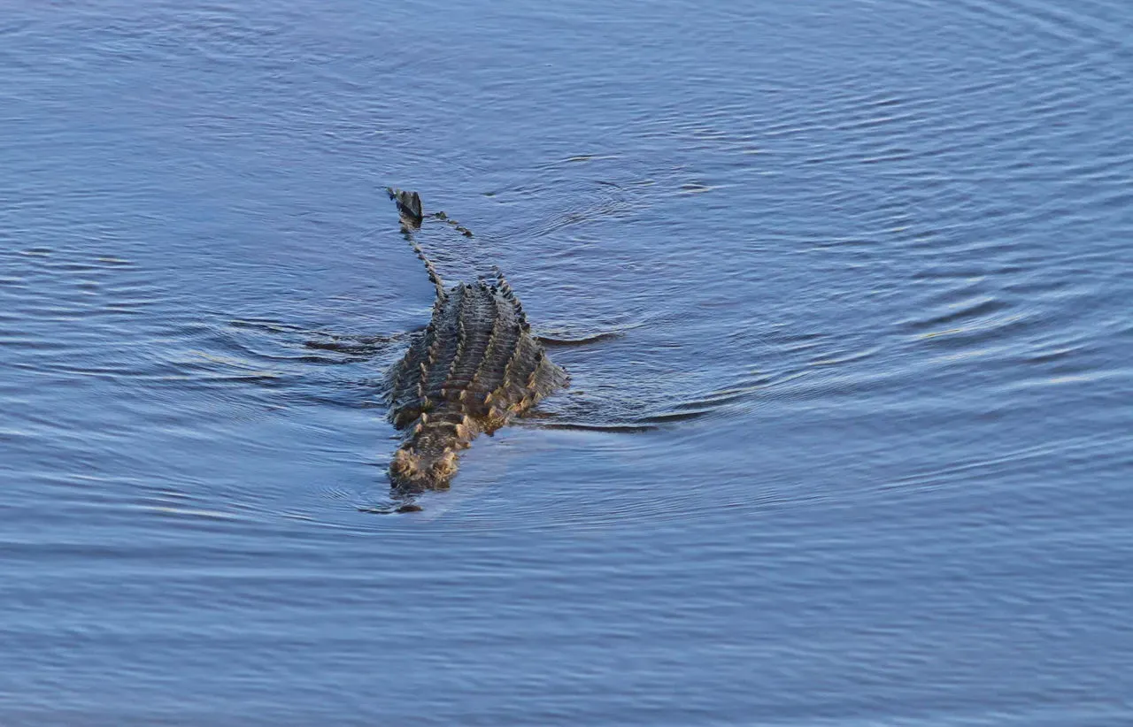 The Bottom Line (African crocodile swimming by., CC BY 2.0)