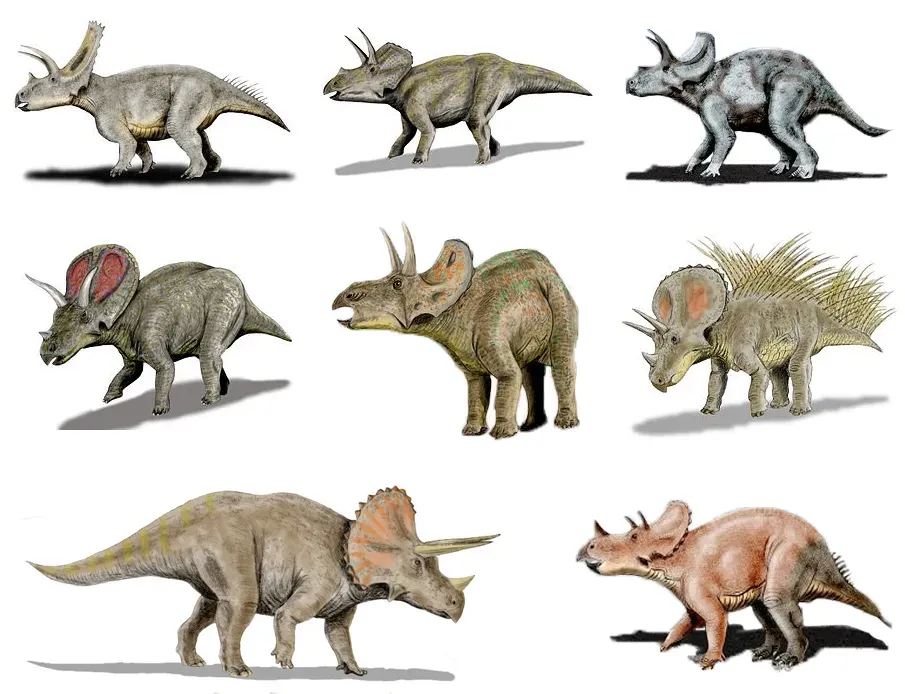 Conclusion: Rethinking Who the Real Giants Were (Own work Derived from File:Titanoceratops NT.jpg, File:Eotriceratops BW.jpg, File:Ojoceratops NT.jpg, File:Torosaurus BW.jpg, File:Nedoceratops BW.jpg, File:Triceratops new BW.jpg, File:Triceratops BWMK.jpg, and File:Tatankaceratops NT.jpg, by User:NobuTamura., CC BY-SA 3.0)