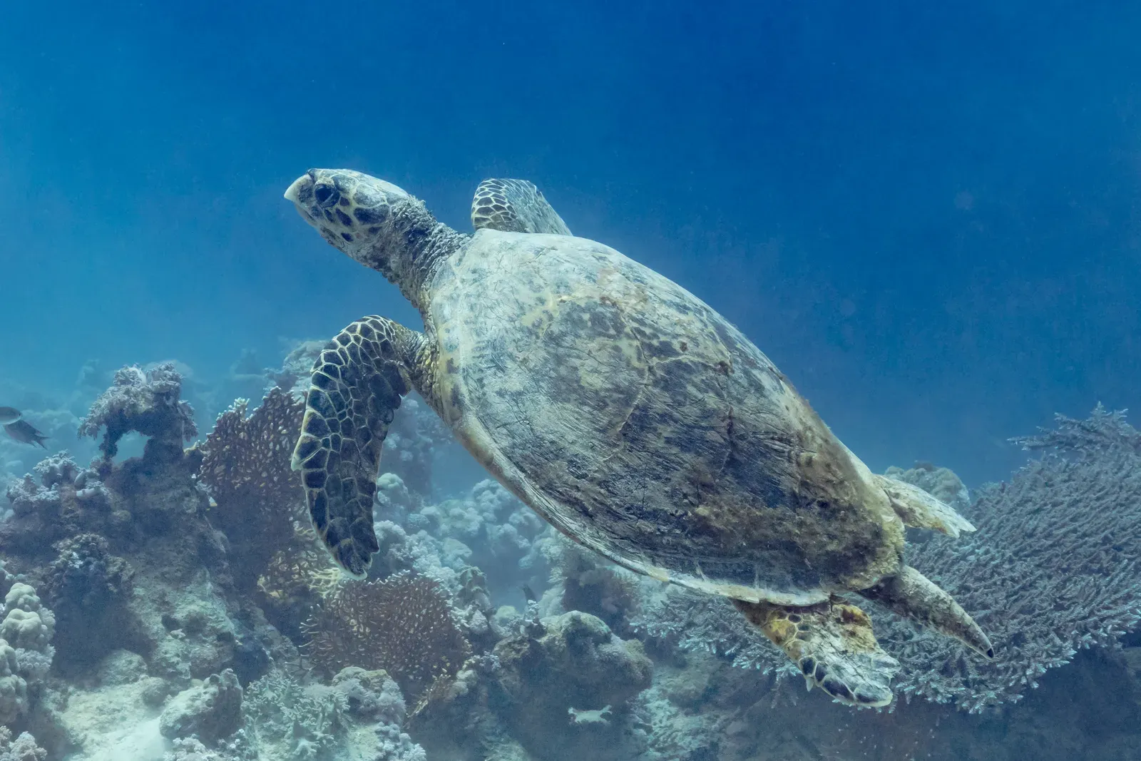 Hawksbill Sea Turtle: Ocean Wanderer in Peril (Image Credits: Wikimedia)