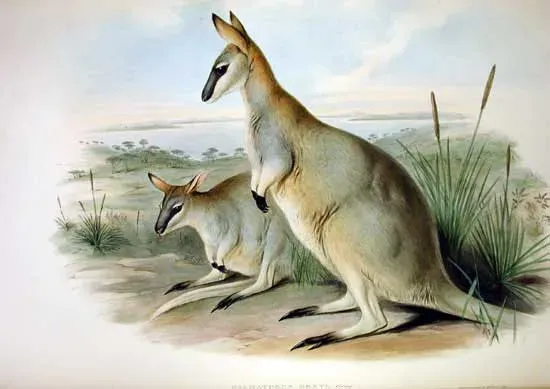 #2 - The Toolache Wallaby (By John Gould, Public domain)