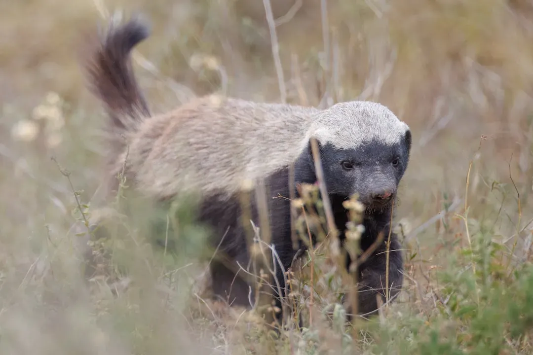3. The Honey Badger: The World's Most Fearless Animal (Image Credits: Unsplash)