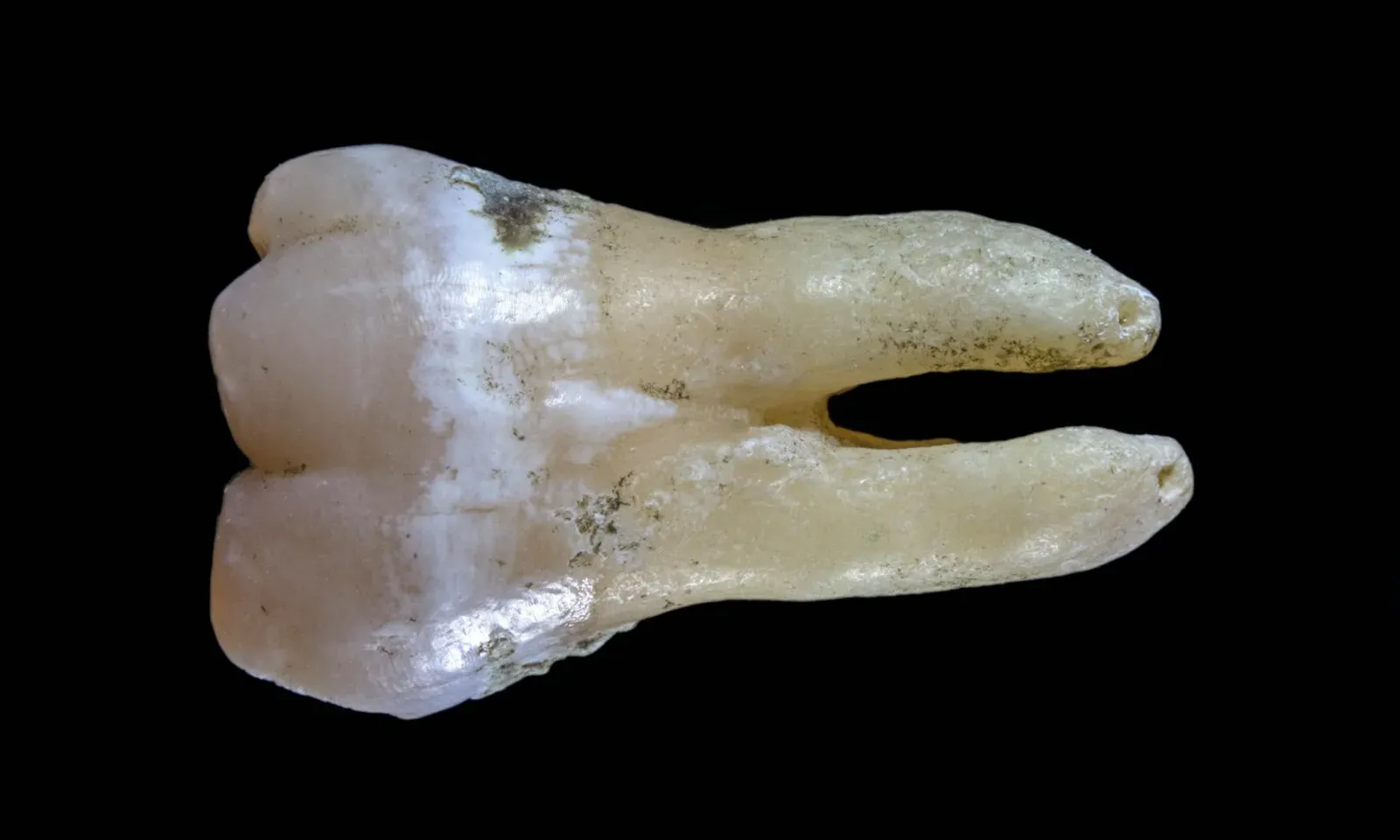 #6 - Nebraska Man: An Entire Species Built From One Tooth (Image Credits: Unsplash)