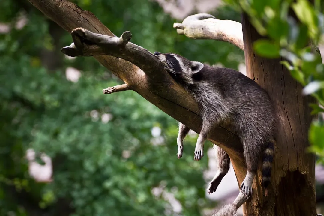 #11 - Why Every Complex Animal Needs to Sleep (Image Credits: Unsplash)