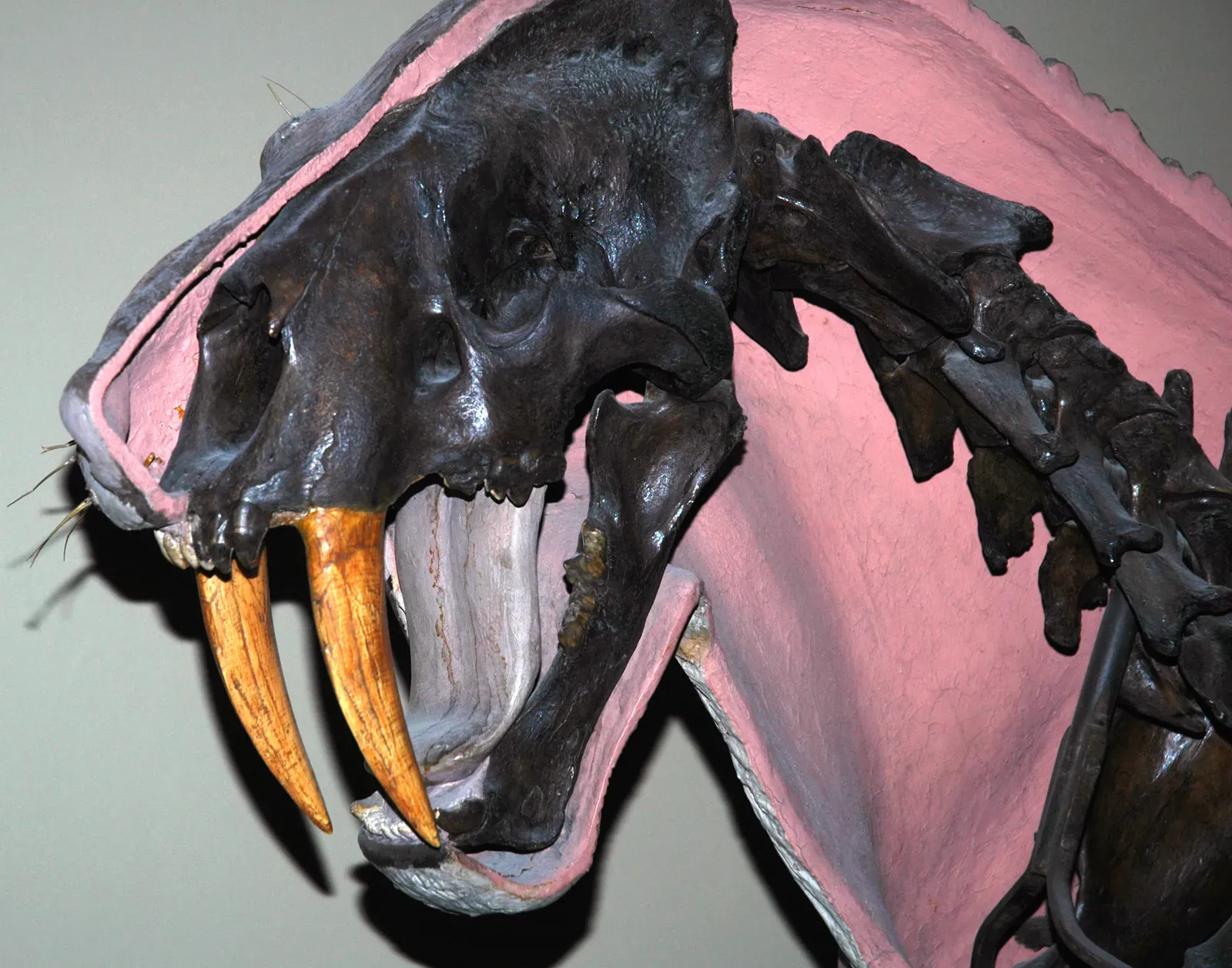 #6 - Skull Shapes Exist on a Spectrum, Not a Switch (Smilodon fatalis saber-toothed tiger (La Brea Asphalt, Upper Pleistocene; Rancho La Brea tar pits, Los Angeles, southern California, USA) 2, CC BY 2.0)