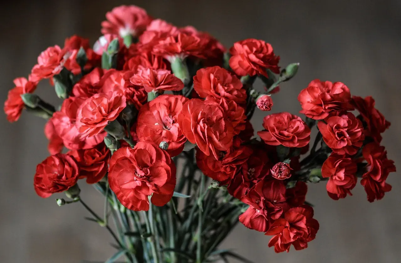 January: The Resilient Carnation (Image Credits: Pixabay)