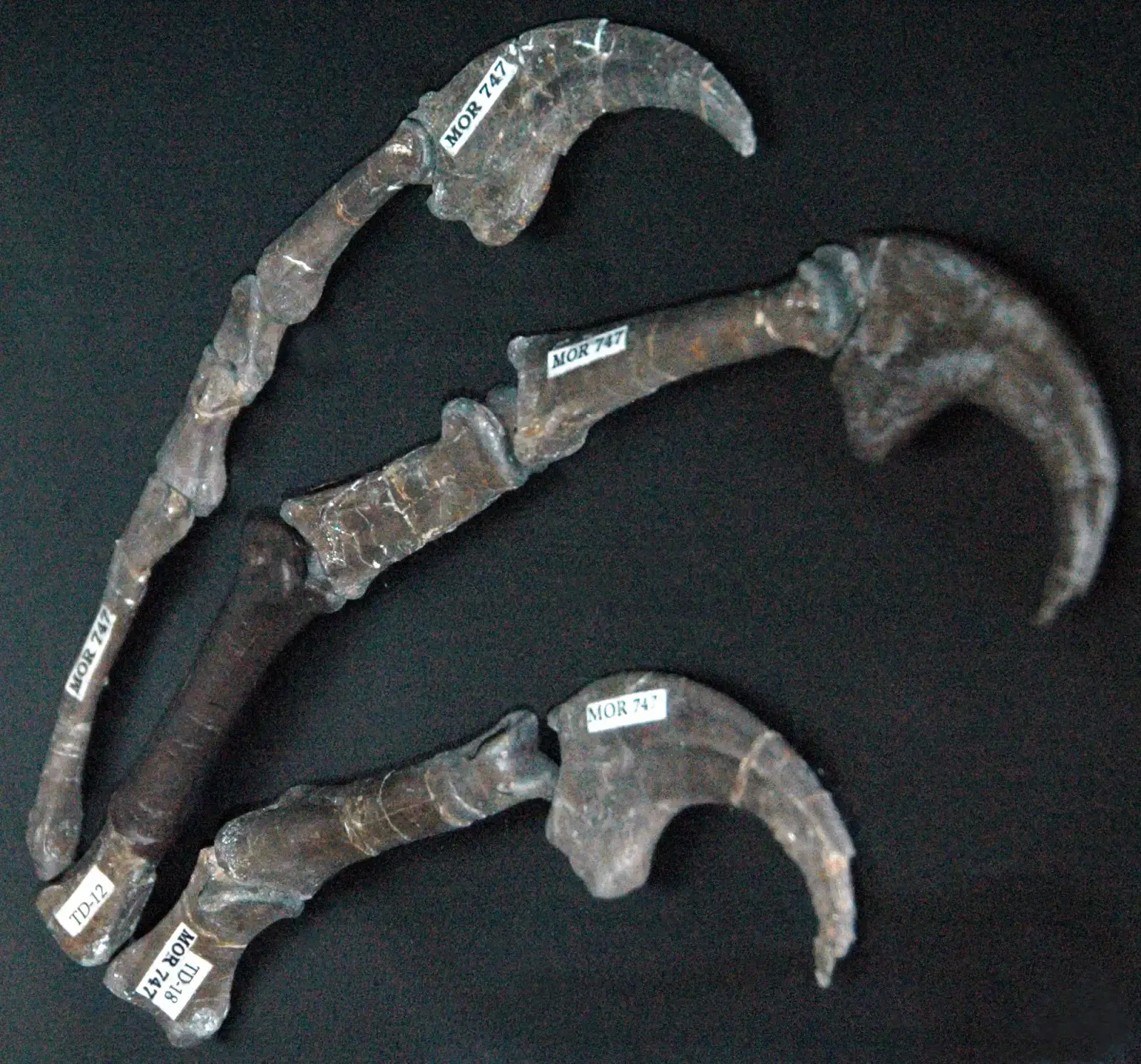 The Killing Claw: How a Birdlike Hunter Took Down Prey (Deinonychus antirrhopus theropod dinosaur (Cloverly Formation, Lower Cretaceous; Carbon County, southern Montana, USA) 3, CC BY 2.0)
