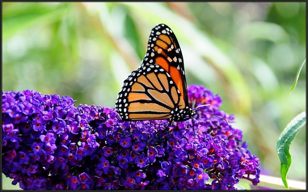 Purple Aficionados Connect With the Mystical Butterfly (Image Credits: Flickr)