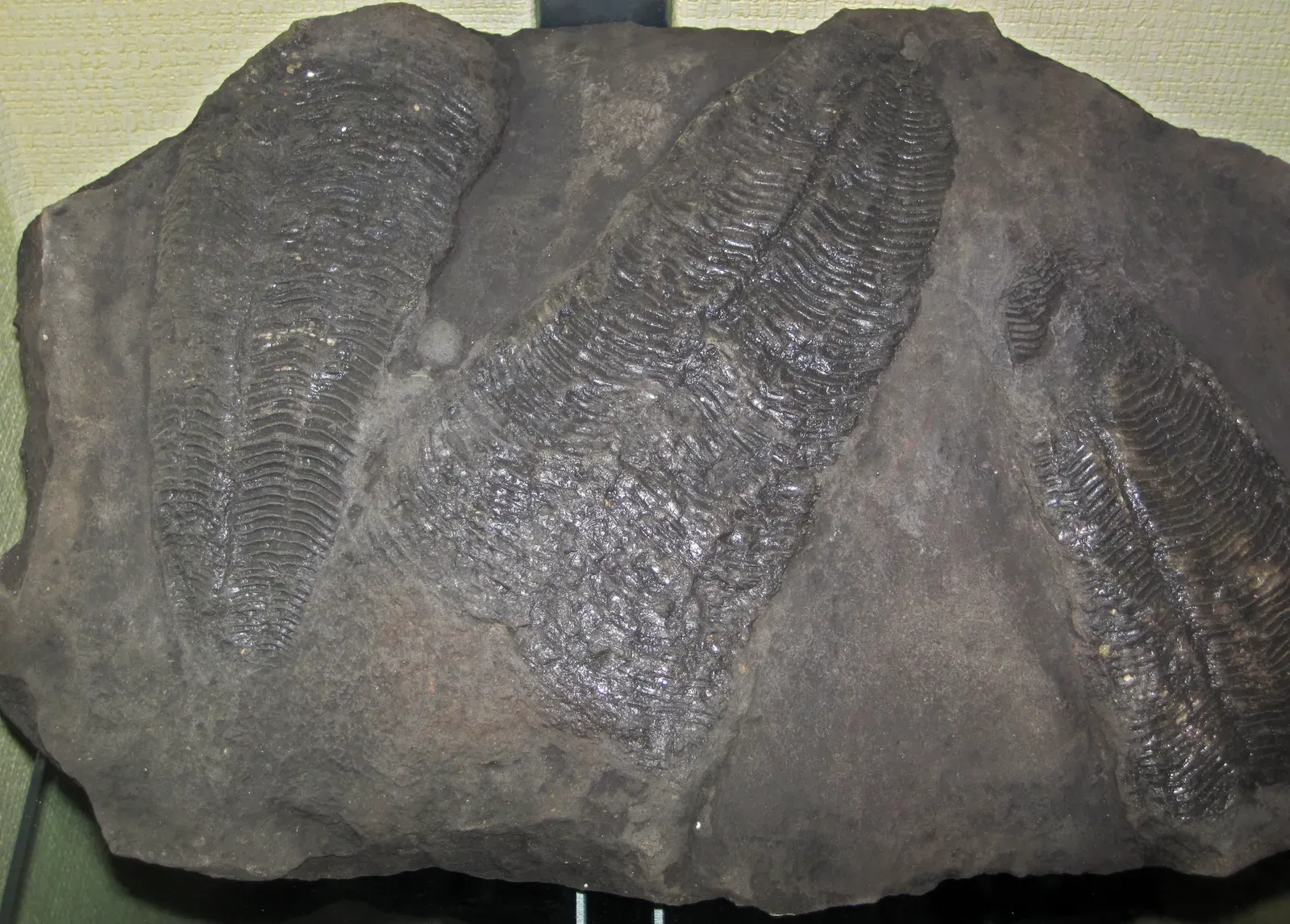 A 540 Million Year Old Fossil That Defied Classification (Image Credits: Wikimedia)