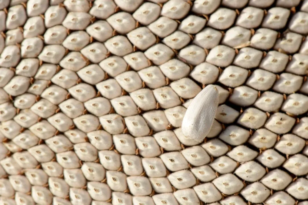 #7 - Thousands of Beads Sewn Directly Onto Clothing (Image Credits: Unsplash)