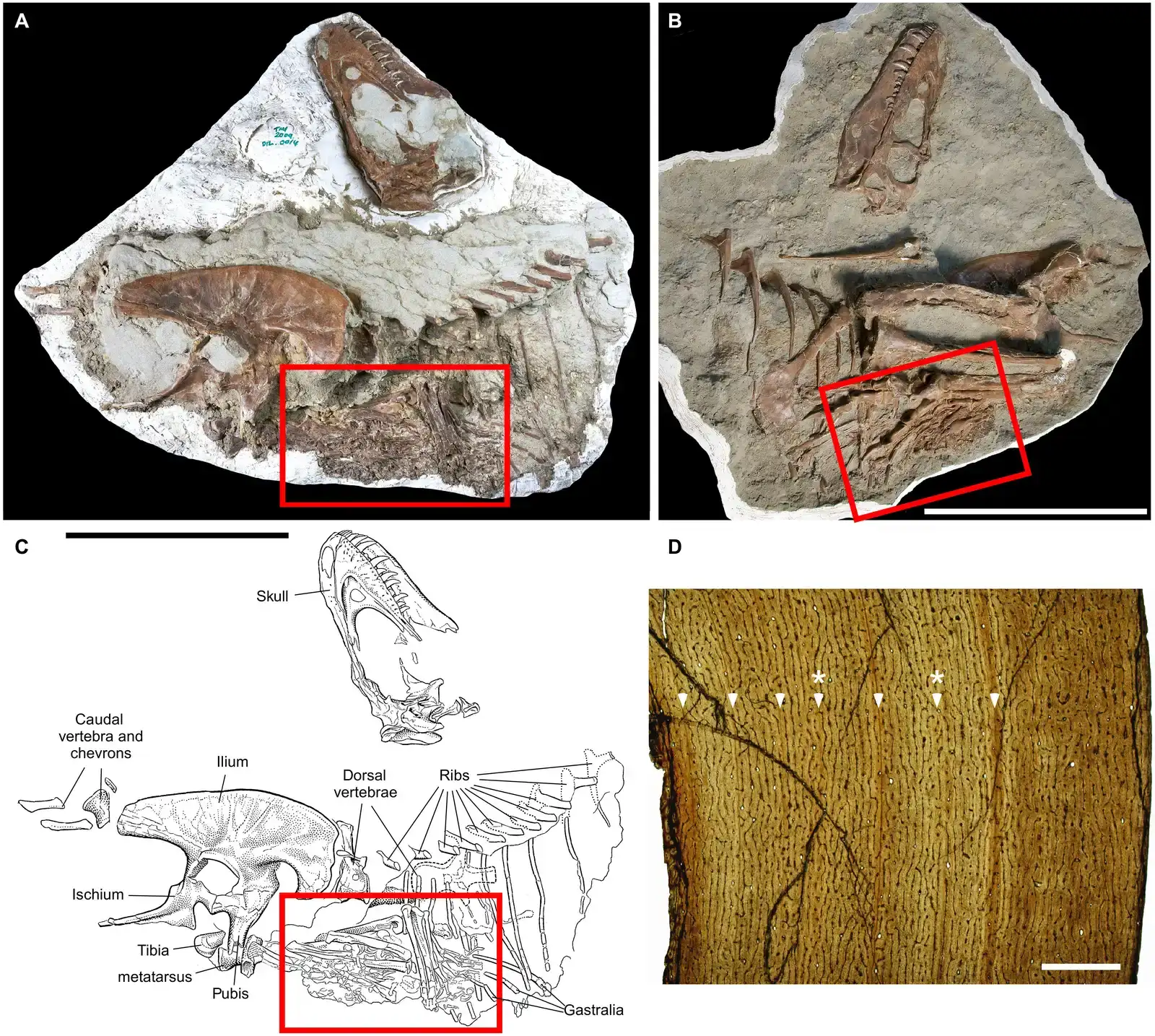 What Juvenile Gorgosaurus Revealed About Tyrannosaurid Brains (François Therrien et al. (2023). Exceptionally preserved stomach contents of a young tyrannosaurid reveal an ontogenetic dietary shift in an iconic extinct predator.Sci. Adv.9,eadi0505.DOI:10.1126/sciadv.adi0505, CC BY 4.0)