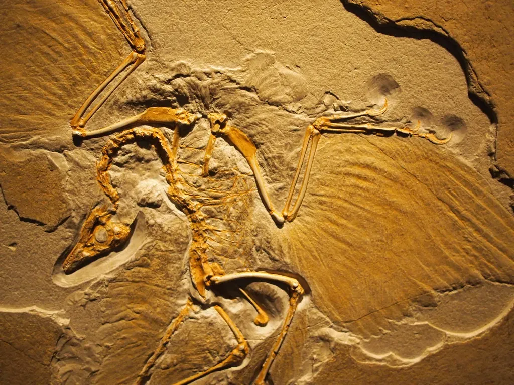 Archaeopteryx: The Missing Link Between Dinosaurs and Birds (Image Credits: Flickr)