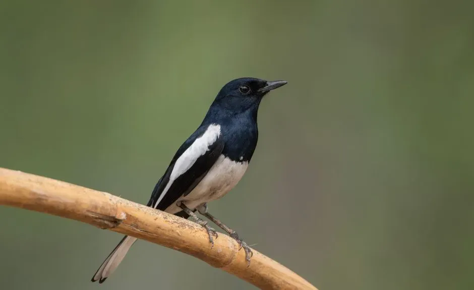 The Magpie’s Feather Check as a Window Into Animal Psychology (Image Credits: Pexels)