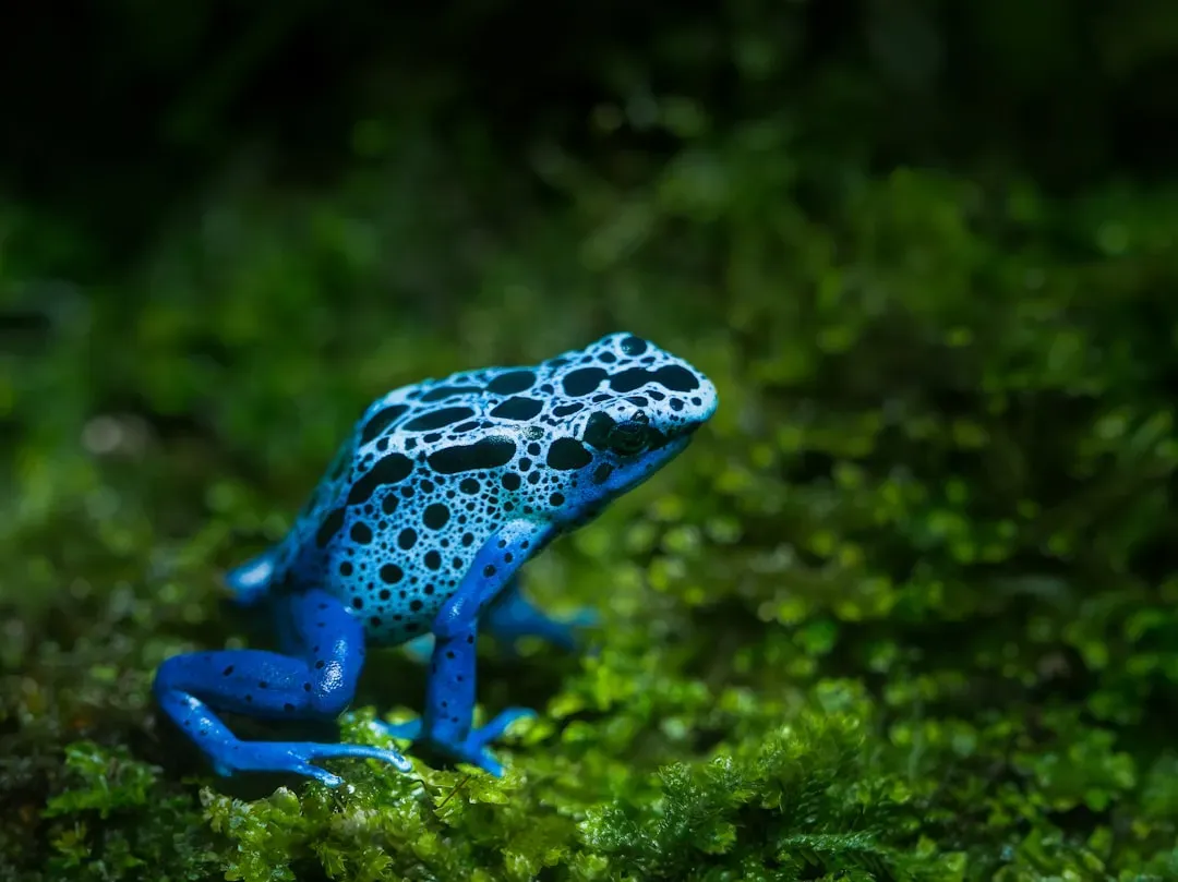 8. The Aquamarine Poison Dart Frog Hidden in Brazil's Amazon (Image Credits: Unsplash)