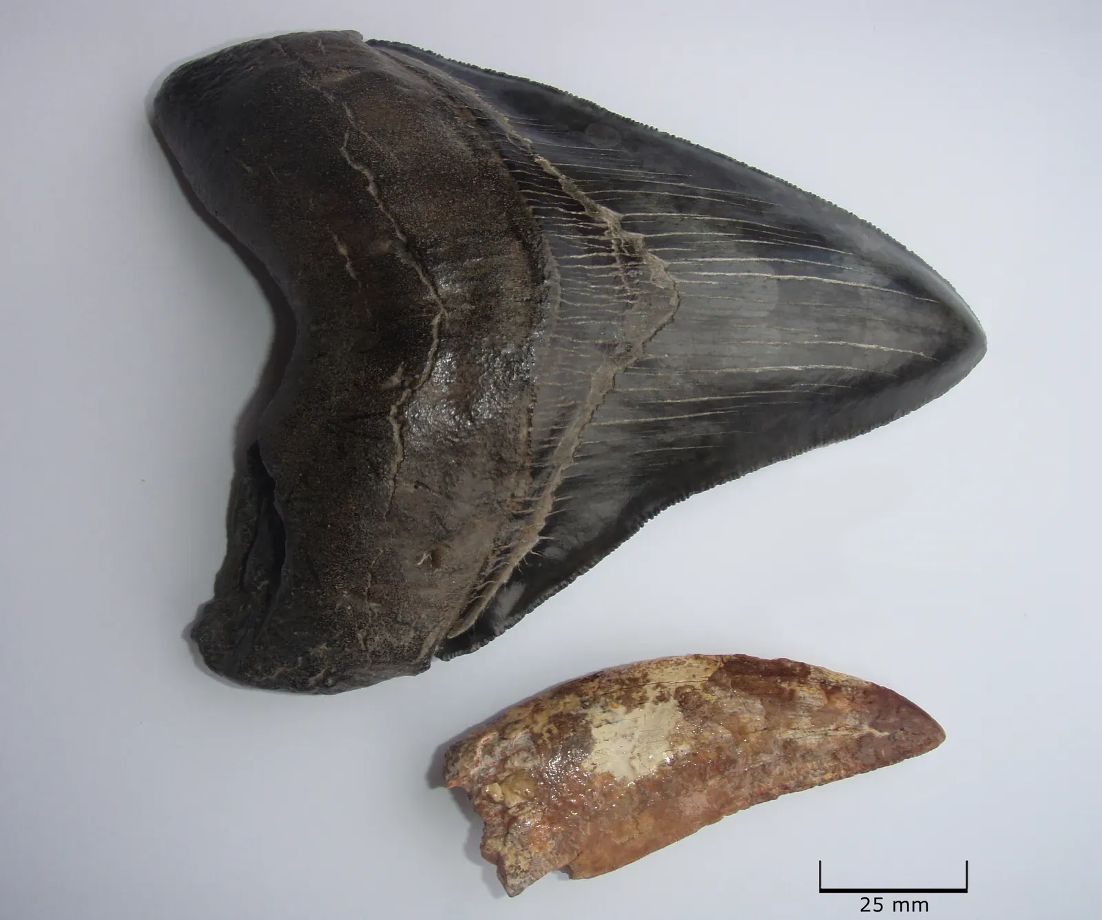 Teeth the Size of a Human Hand, and a Jaw to Match (Image Credits: Wikimedia)