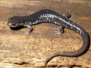 The Salamander Capital of Planet Earth (Image Credits: Wikimedia)