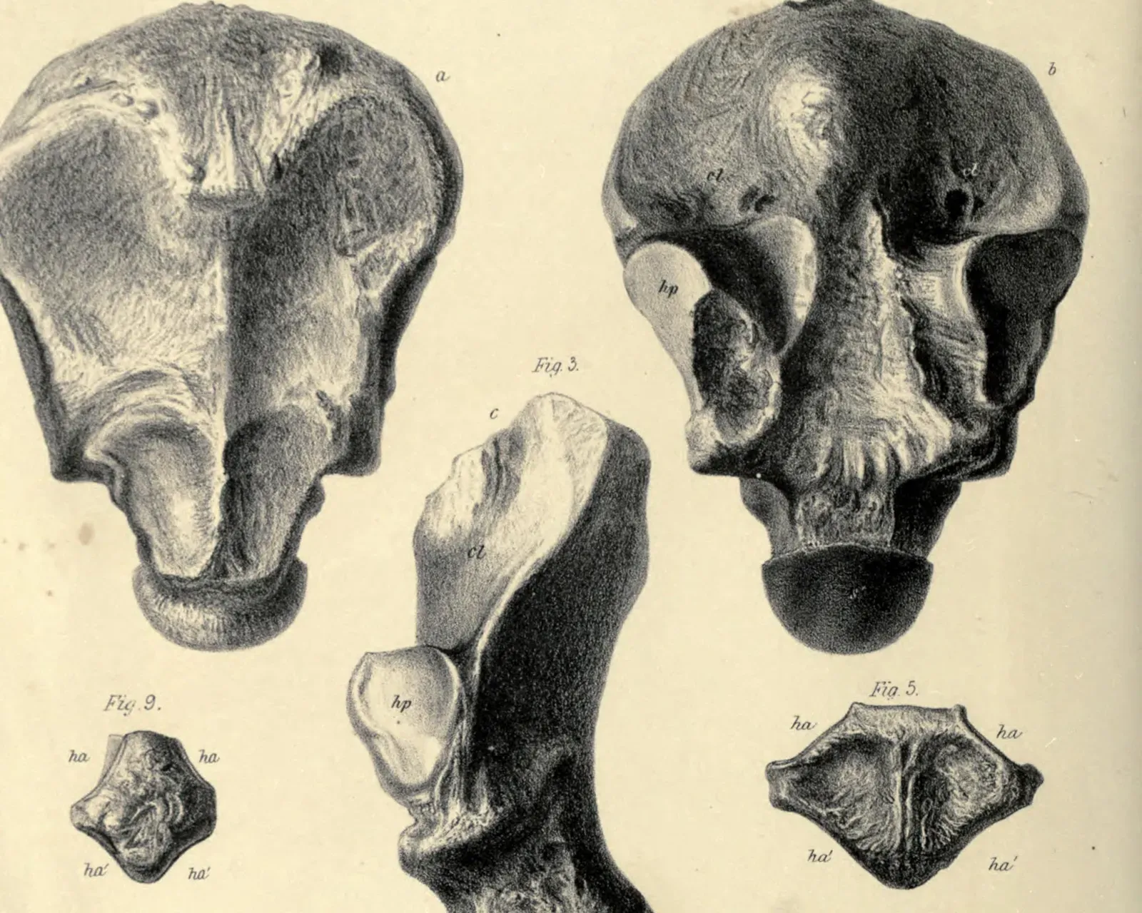 #13 - Footprints Proved Humans Actually Hunted Them (Image Credits: Wikimedia)