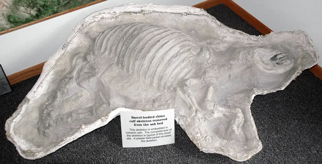 6. Plaster, Burlap, and Field Jacketing Supplies: Safe Transport for Fragile Fossils (James St. John, Flickr, CC BY 2.0)