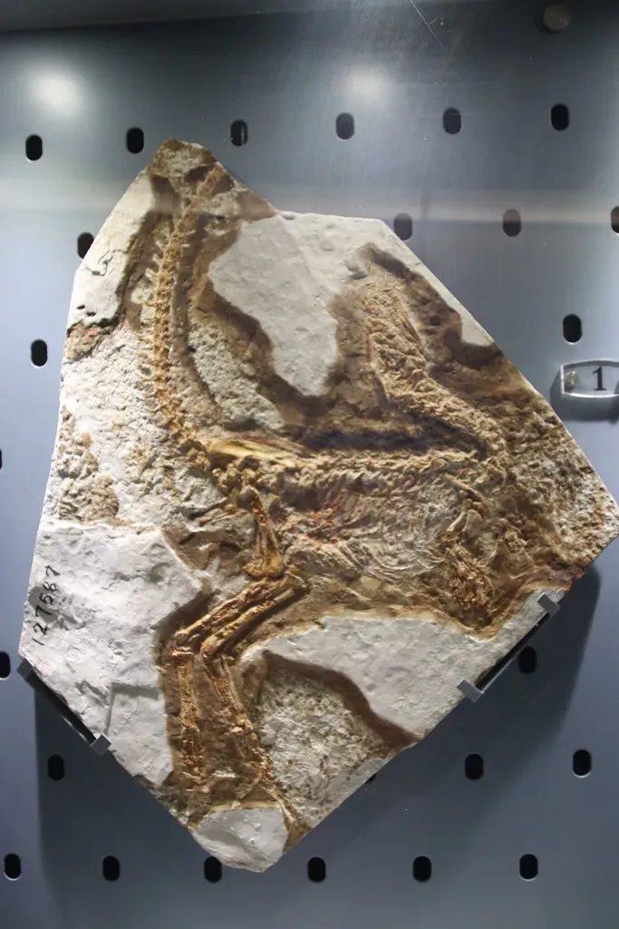 Modern Technology is Unlocking Secrets Hidden in Old Bones (Image Credits: Flickr)