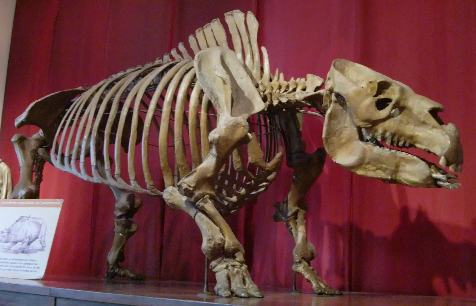 Toxodon: Darwin's Impossible Mammal (Image Credits: Wikimedia)