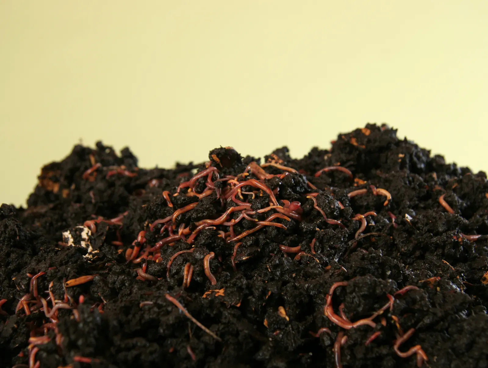 #8 It Becomes a Hotel and Buffet for Earthworms and Other Soil Animals (By SuSanA Secretariat, CC BY 2.0)