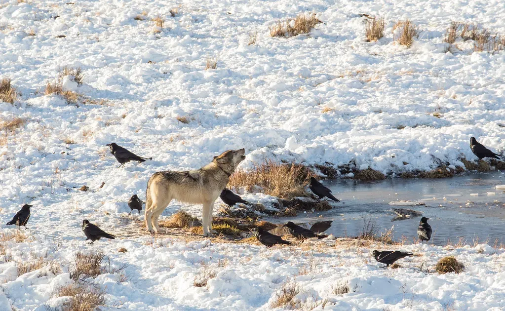 #5 - Strategic Partnerships With Wolves and Other Predators (Image Credits: Flickr)