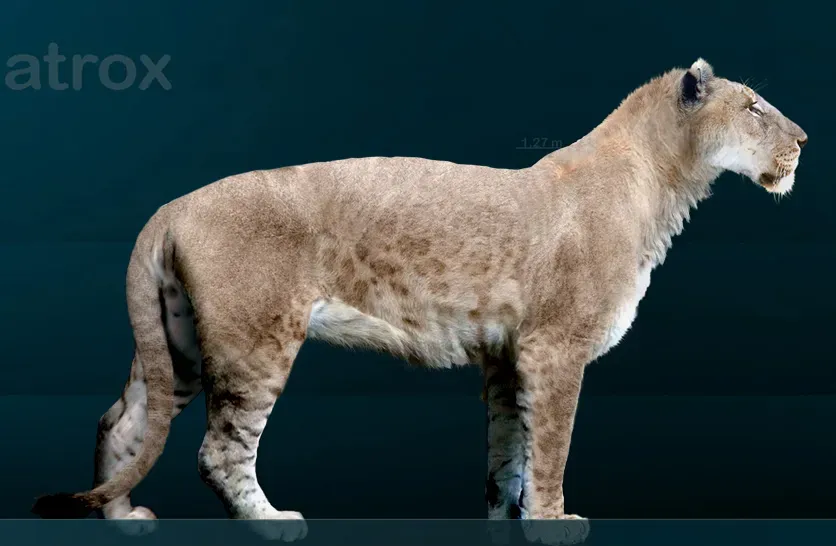 #6 - American Lion: Bigger Than Any Living Big Cat, and Not Really a Lion (By Sergiodlarosa, CC BY-SA 3.0)