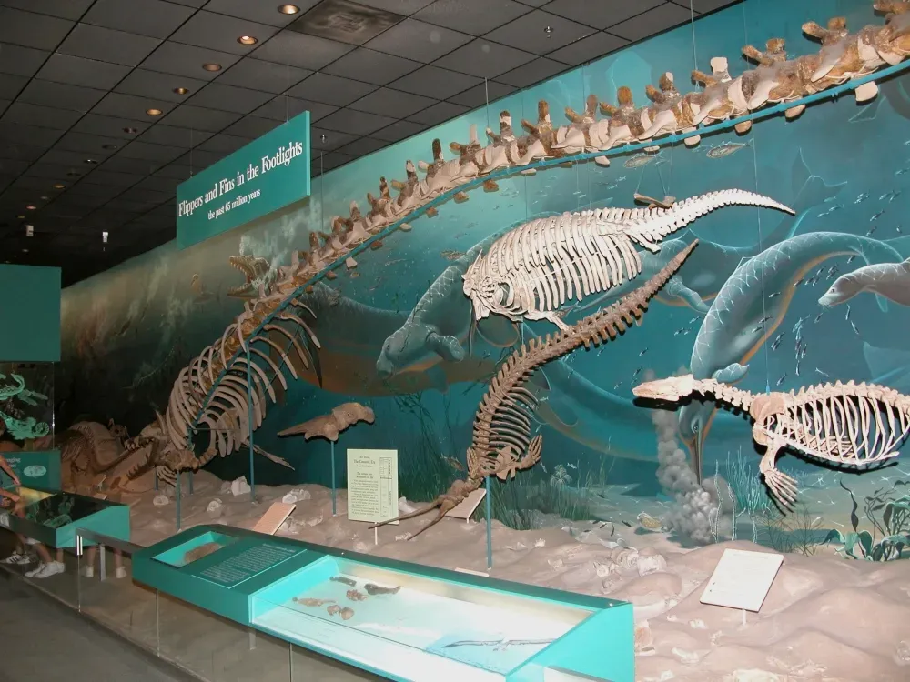 #9 - The 114-Foot "Sea Serpent" Made From Five Different Skeletons (By Fritz Geller-Grimm, CC BY-SA 2.5)