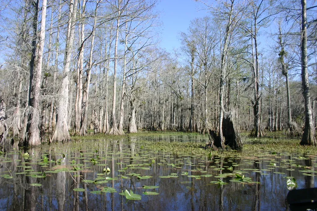 Bald Cypress: Swamp-Dwelling Survivors of Ancient Wetlands (Ryan Somma, Flickr, CC BY-SA 2.0)