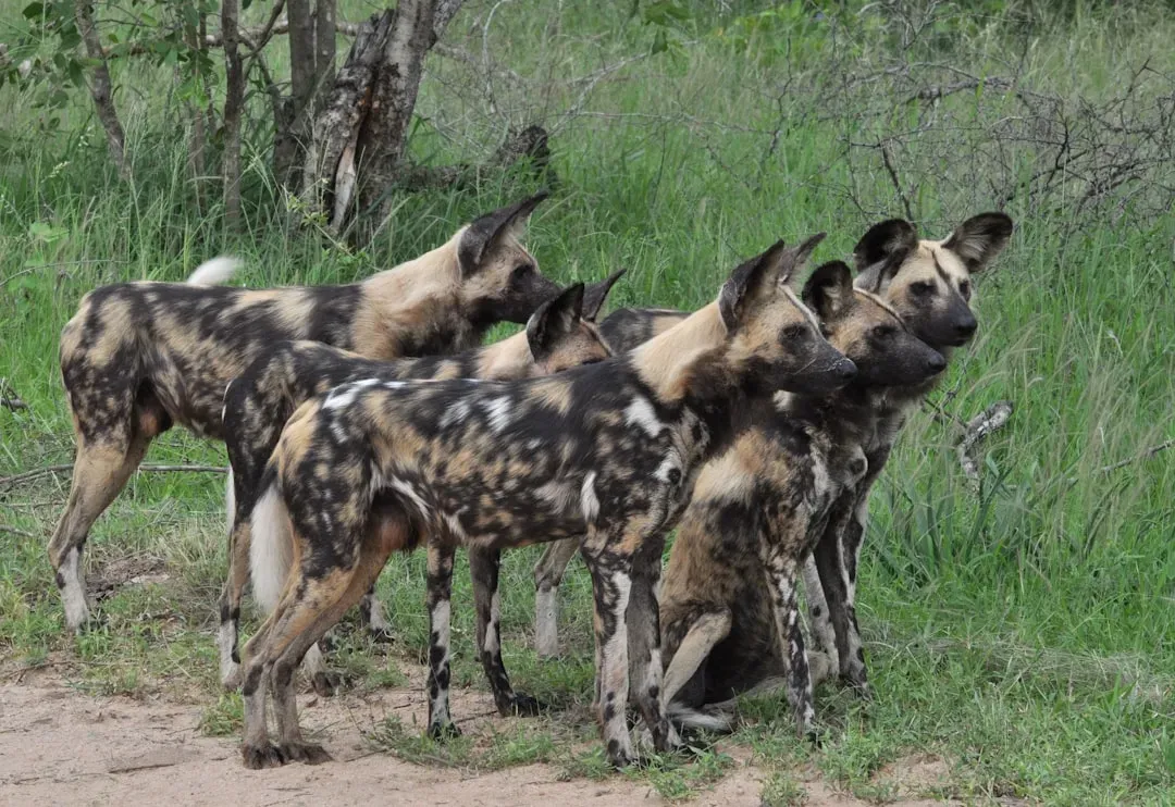 Gemini: The African Wild Dog (Image Credits: Unsplash)