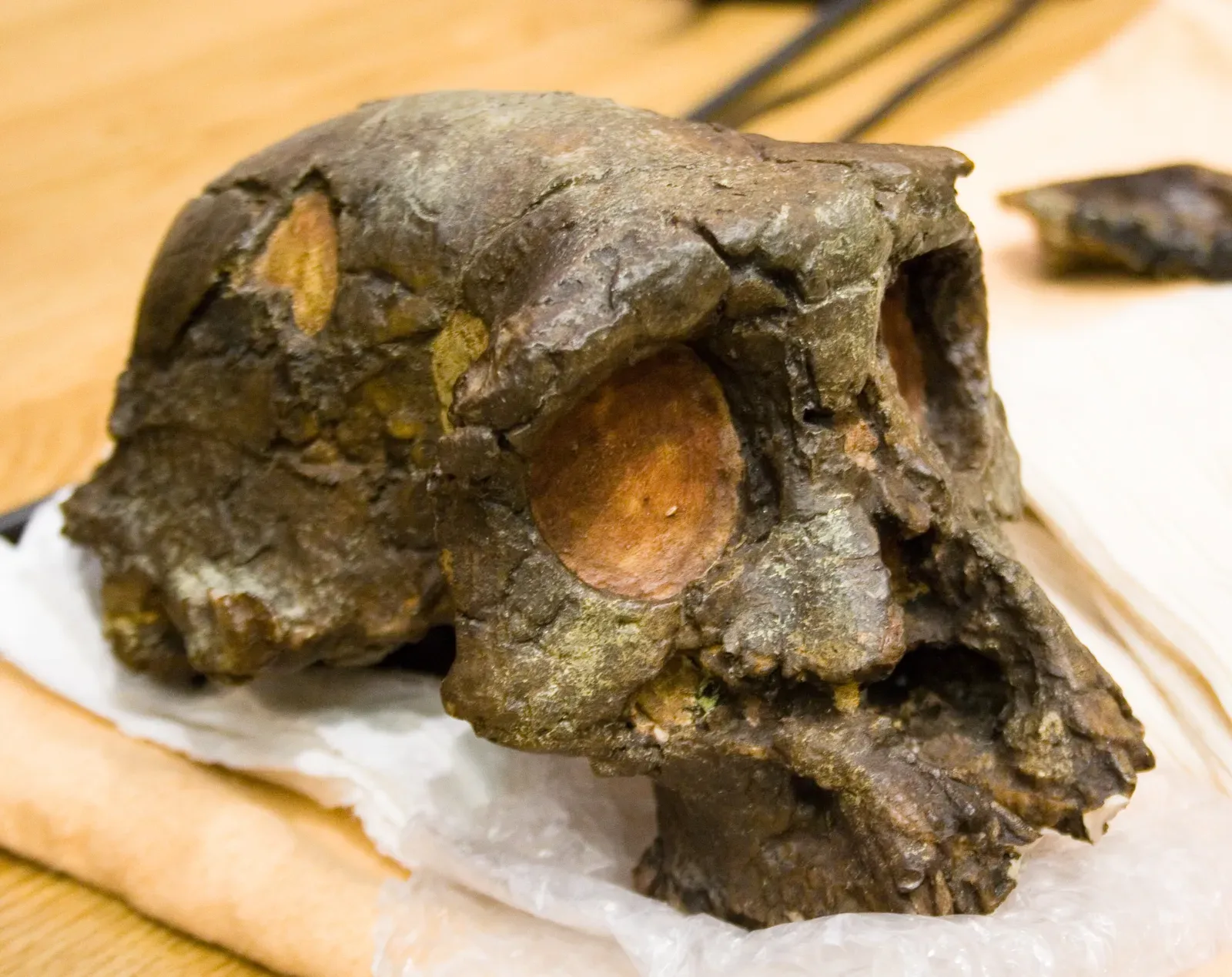 #23 - Sahelanthropus tchadensis Loses Its "First Human" Crown (By Ludovic Péron, CC BY-SA 3.0)