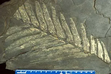 Bennettitales: The Mysterious Extinct Group (Image Credits: Wikimedia)