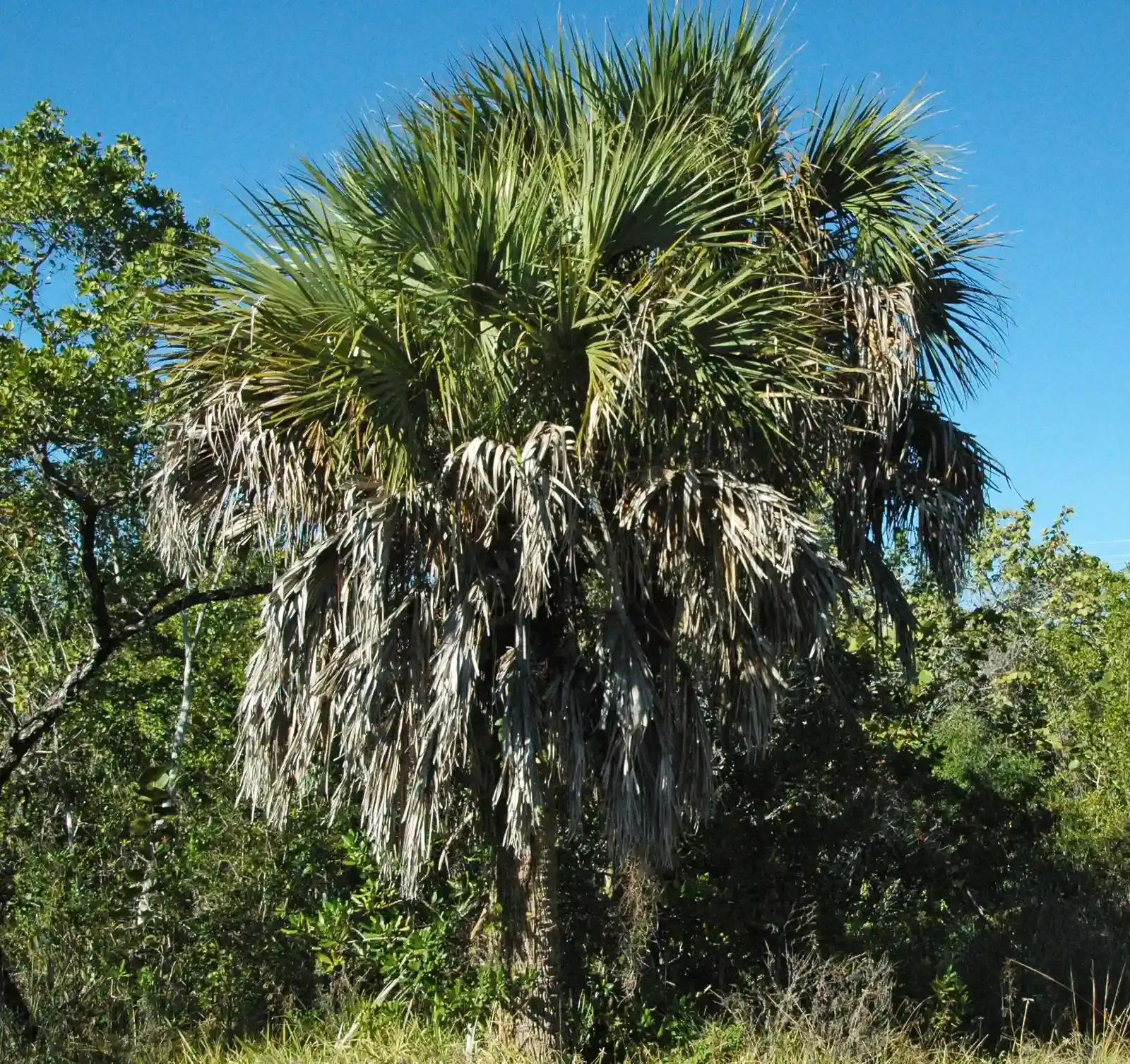 A World Without Flowers: The Plant Landscape That Greeted the First Dinosaurs (Image Credits: Wikimedia)