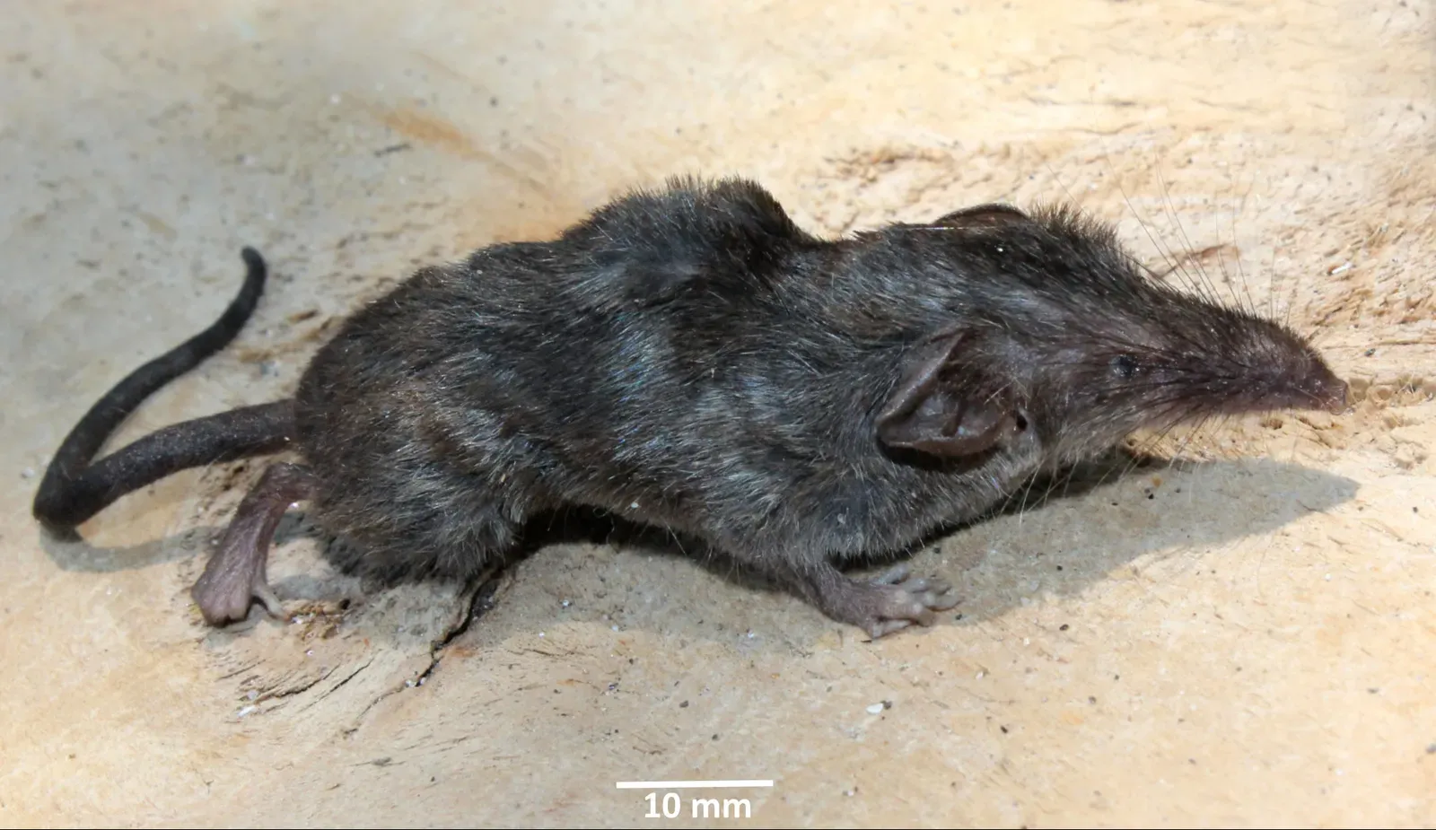 #4 - A Shrew Discovered on a Restricted Volcanic Island (By Devanshu, devanshuguptagb4102@gmail.com, CC BY-SA 4.0)