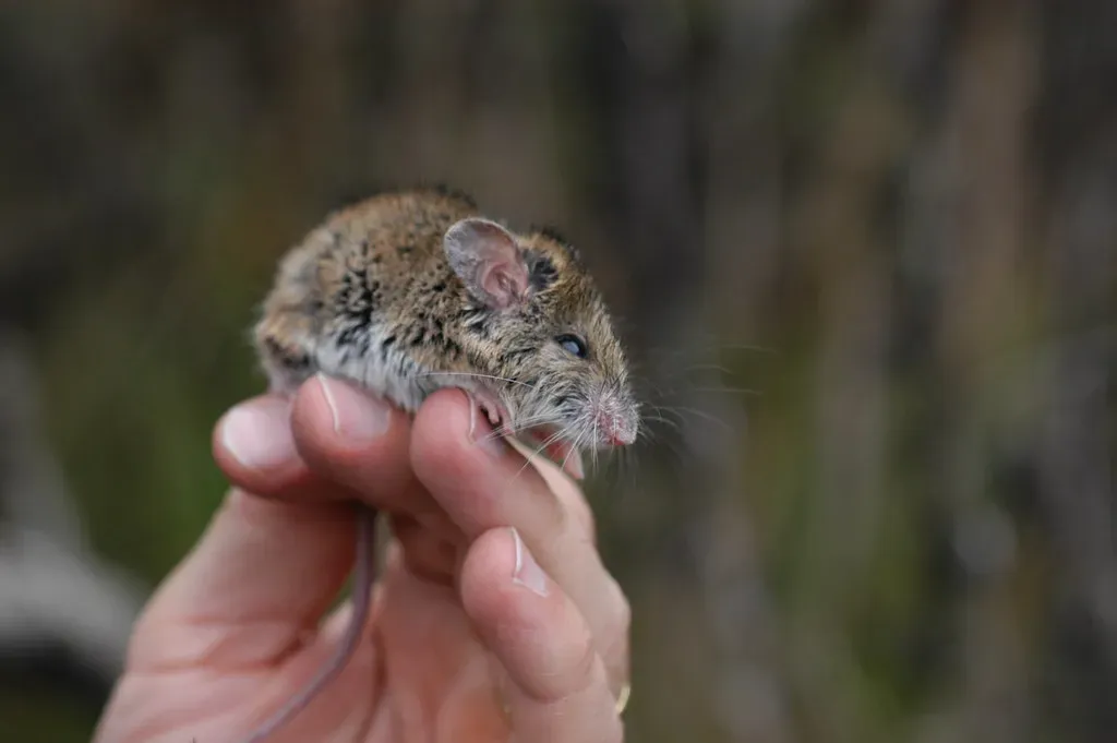 #15 - The Mouse That Fooled Australia For 120 Years (Doug Beckers, Flickr, CC BY-SA 2.0)