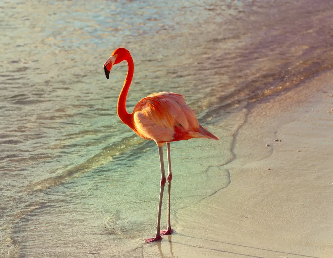 #9 - Flamingos Are Closer to Pigeons Than to Storks (Image Credits: Unsplash)