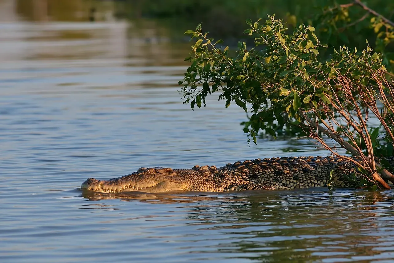 Water as a Refuge: Why Rivers and Wetlands Matter in a Crisis (Image Credits: Pixabay)