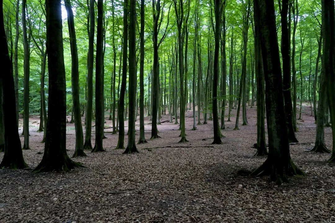 Libra – Symmetrical Beech Grove with Even Light (Image Credits: Unsplash)