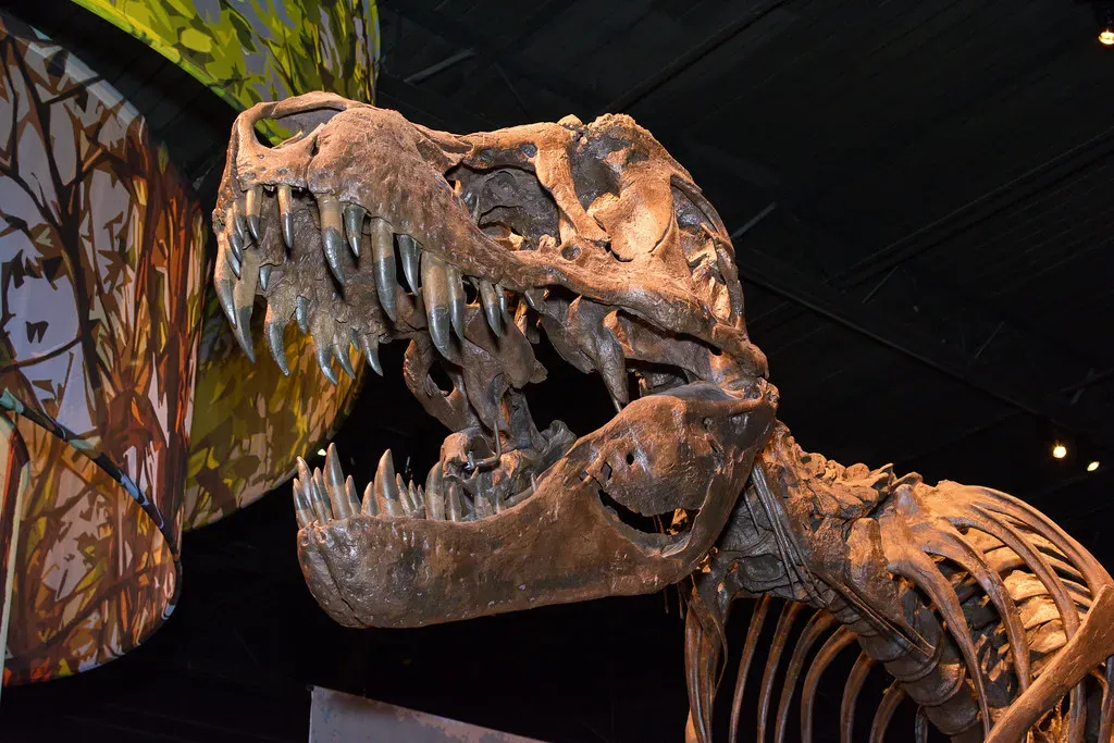 Tooth Design and Bone-Crushing Capabilities (Image Credits: Flickr)