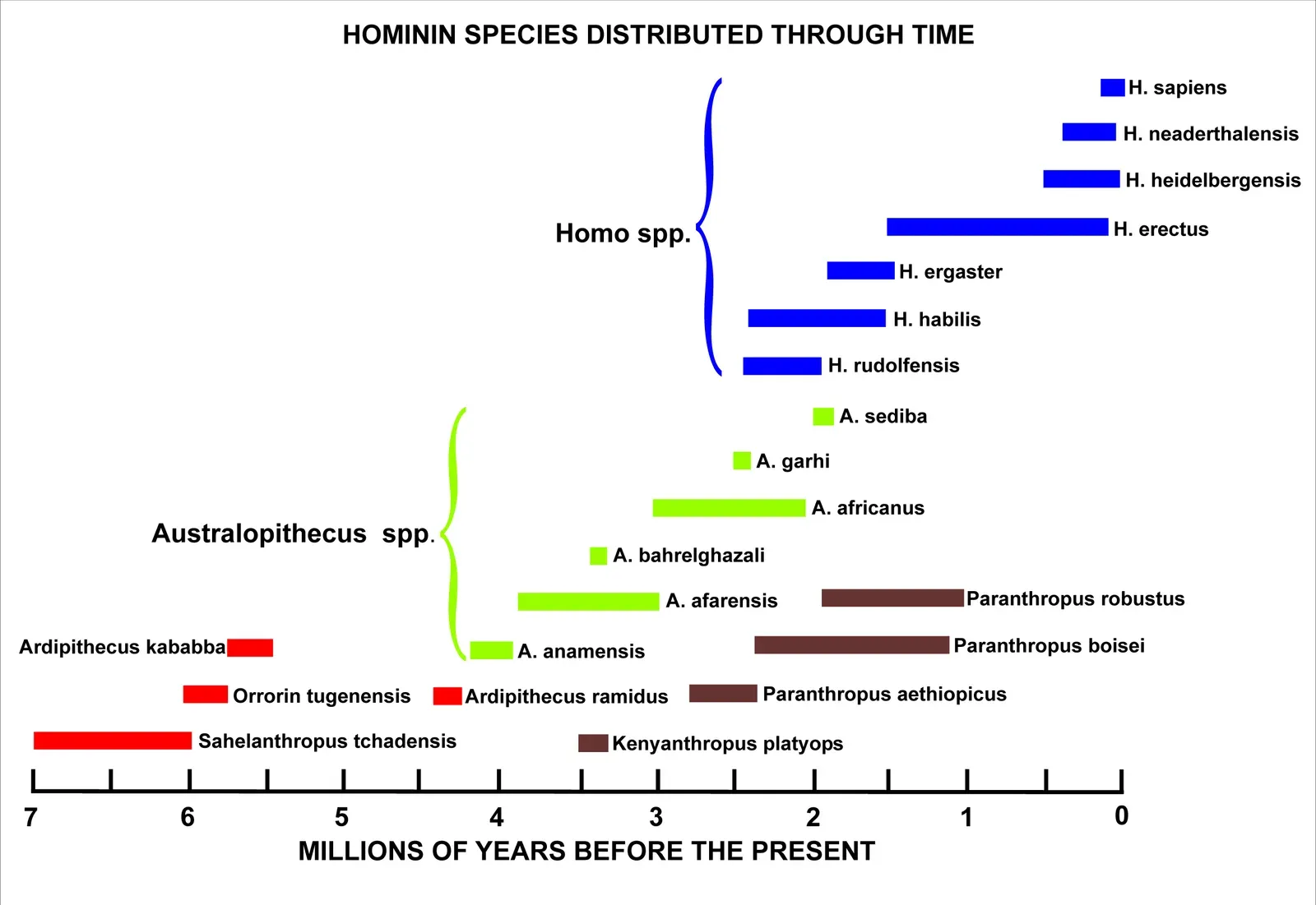 #3 - New Hominin Species Kept Crashing the Family Tree (By Cruithne9, CC BY-SA 4.0)
