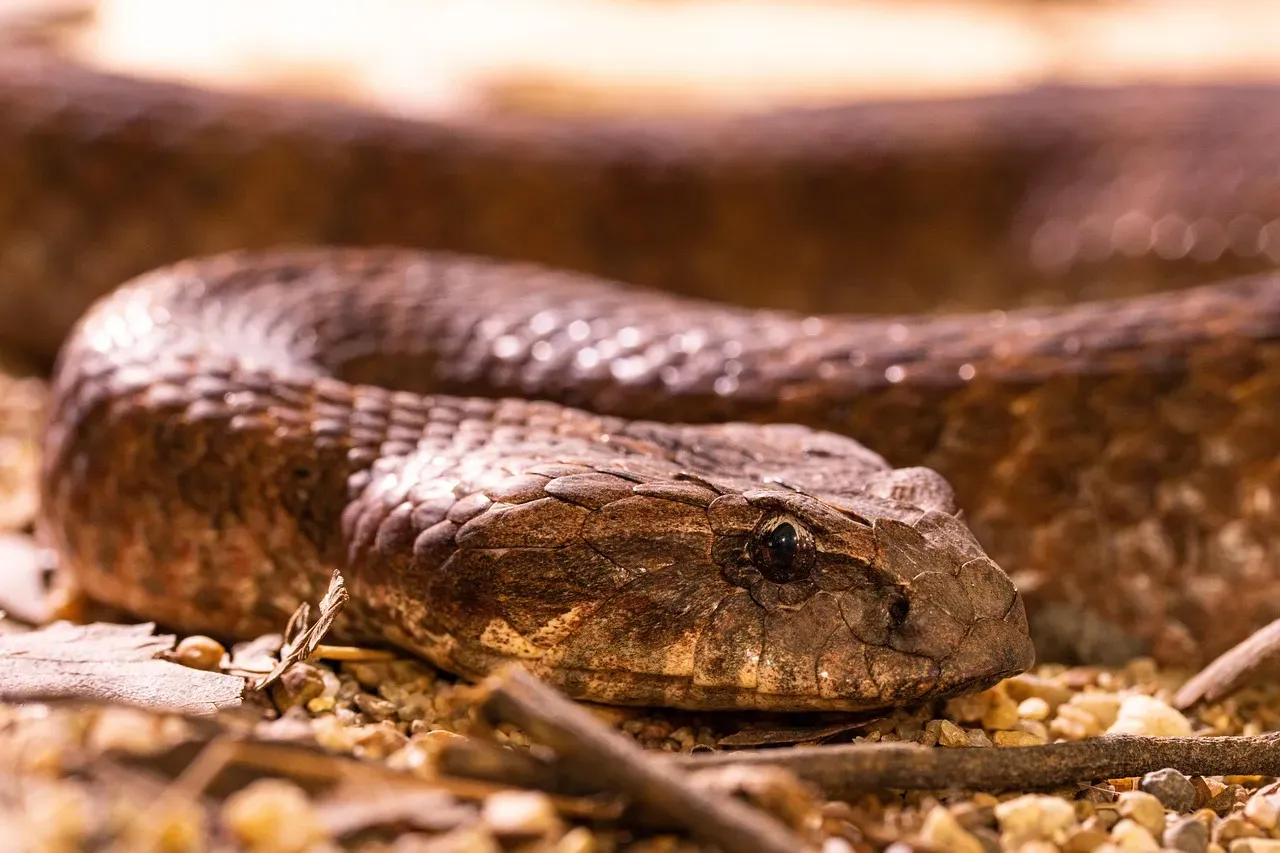 The Snake: The Transformer (Image Credits: Pixabay)