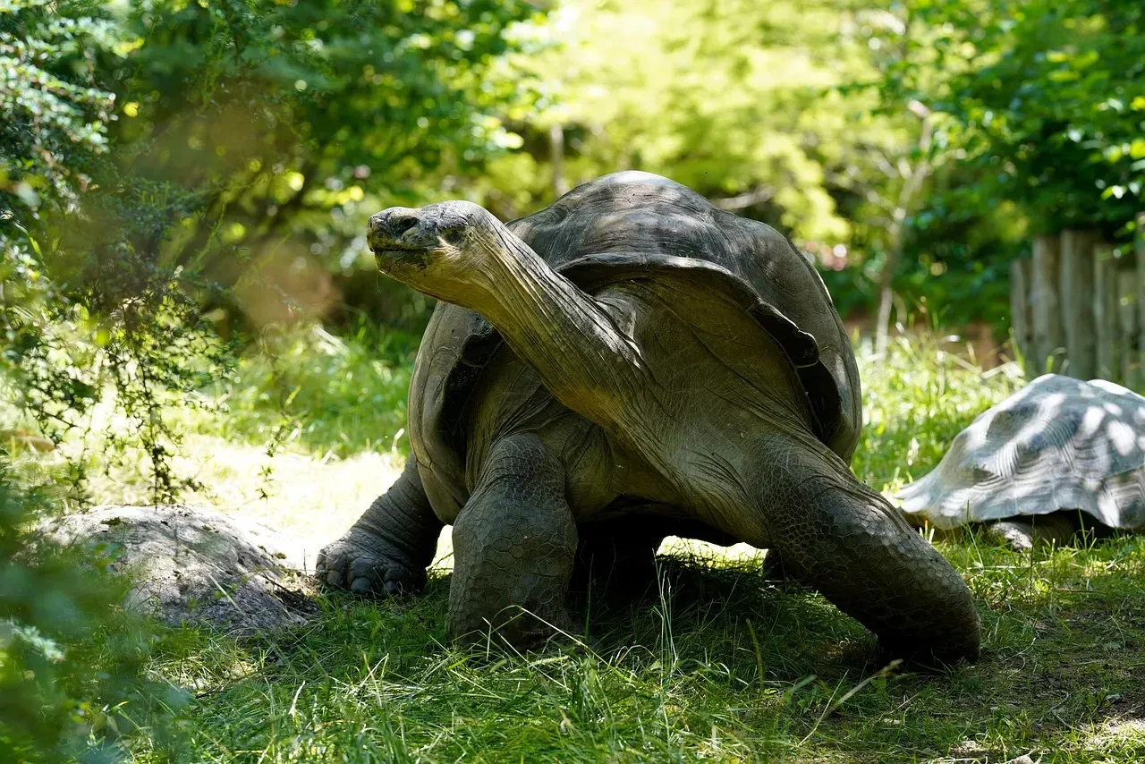 #8 - Steve Irwin, the Man Who Called Her Family (Image Credits: Pixabay)