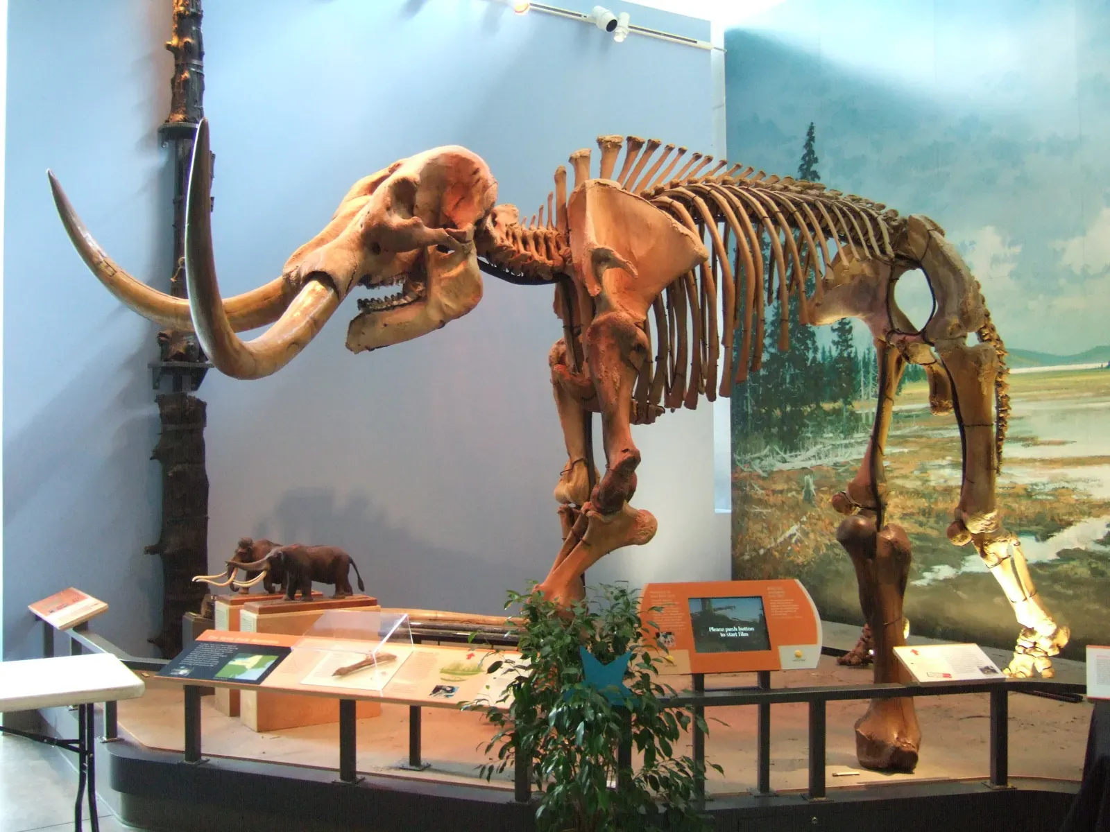 A Controversial California Mastodon Site (Image Credits: Wikimedia)