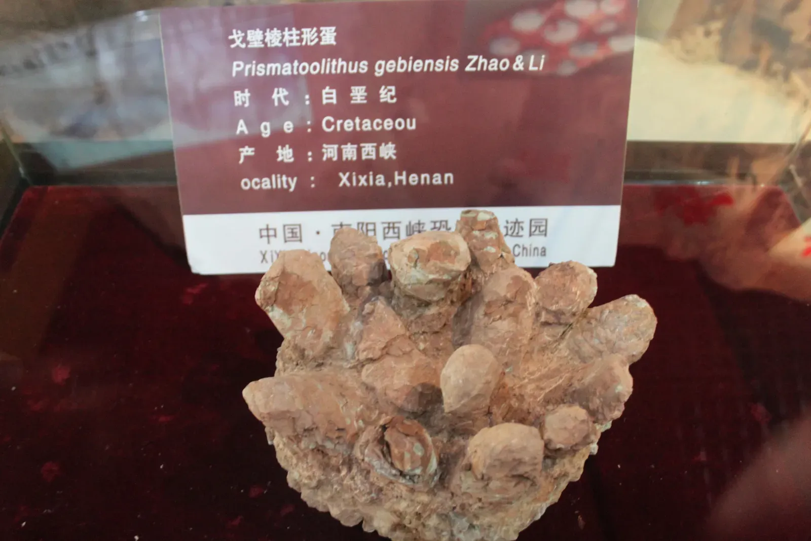 Colorful Eggs and the Rise of Open Nesting (Image Credits: Wikimedia)