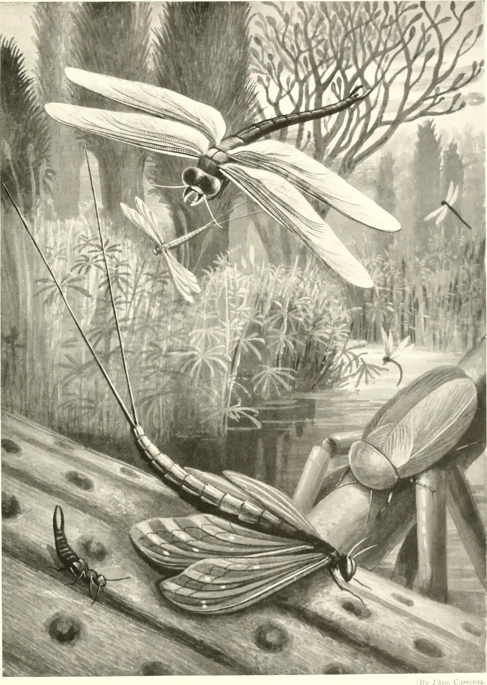 How could an insect get that big? The oxygen story (By Step, Edward, 1855-1931, No restrictions)